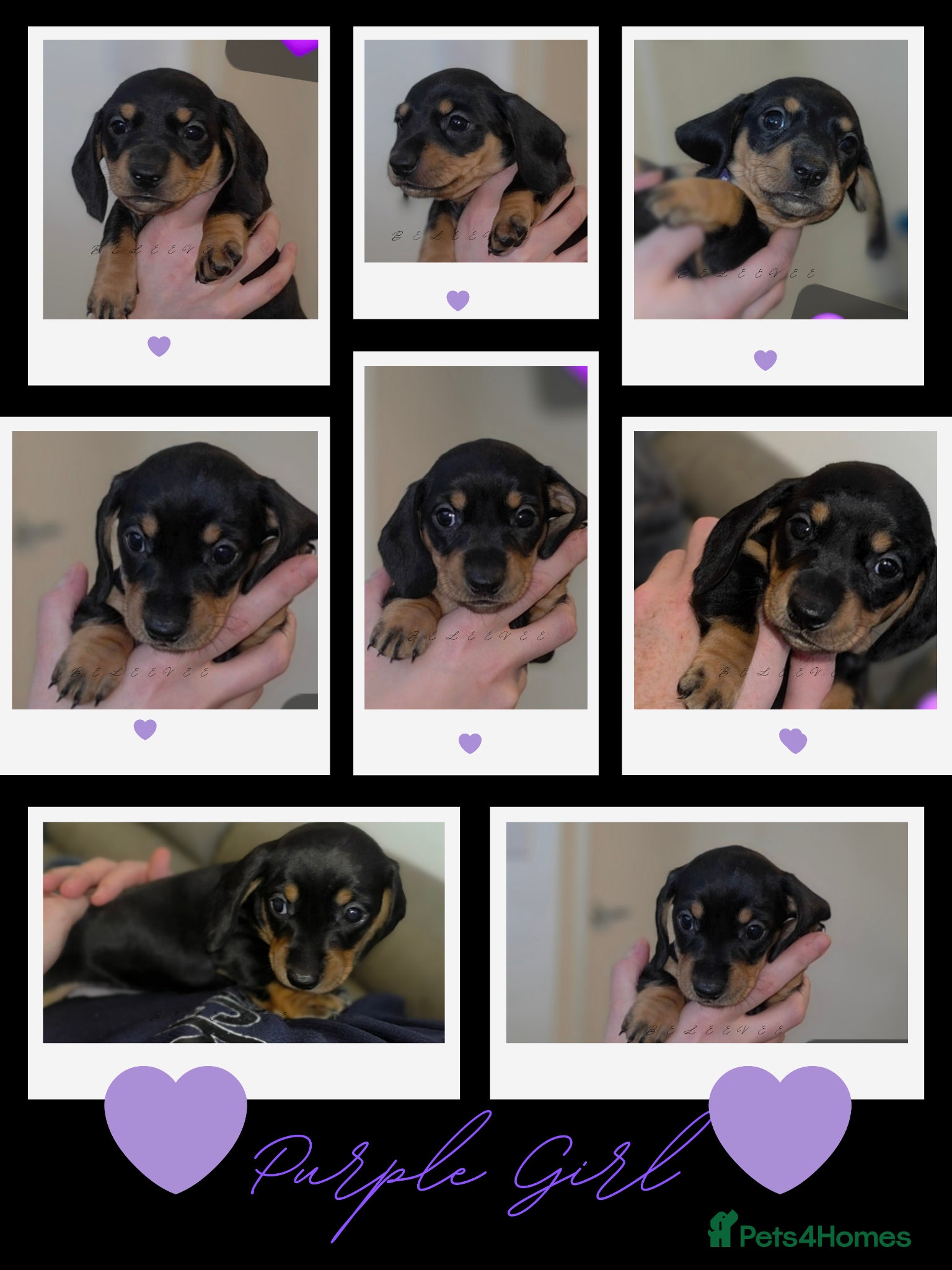 Miniature Dachshund dogs for sale: All reserved plz see my other add - Advert 2