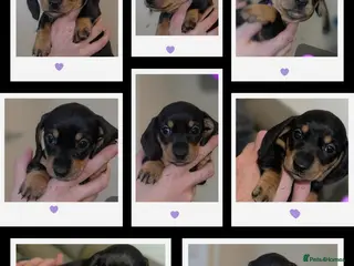 Miniature Dachshund dogs for sale: All reserved plz see my other add - Advert 2