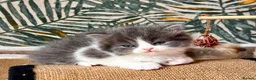 Selkirk Rex cats for sale: Gorgeous Selkirk rex kittens 😻 - Advert 30
