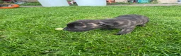 Mixed Breed dogs for sale: Boerboel molasses  - Advert 5