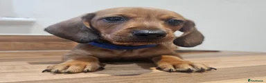 Dachshund Puppy 1