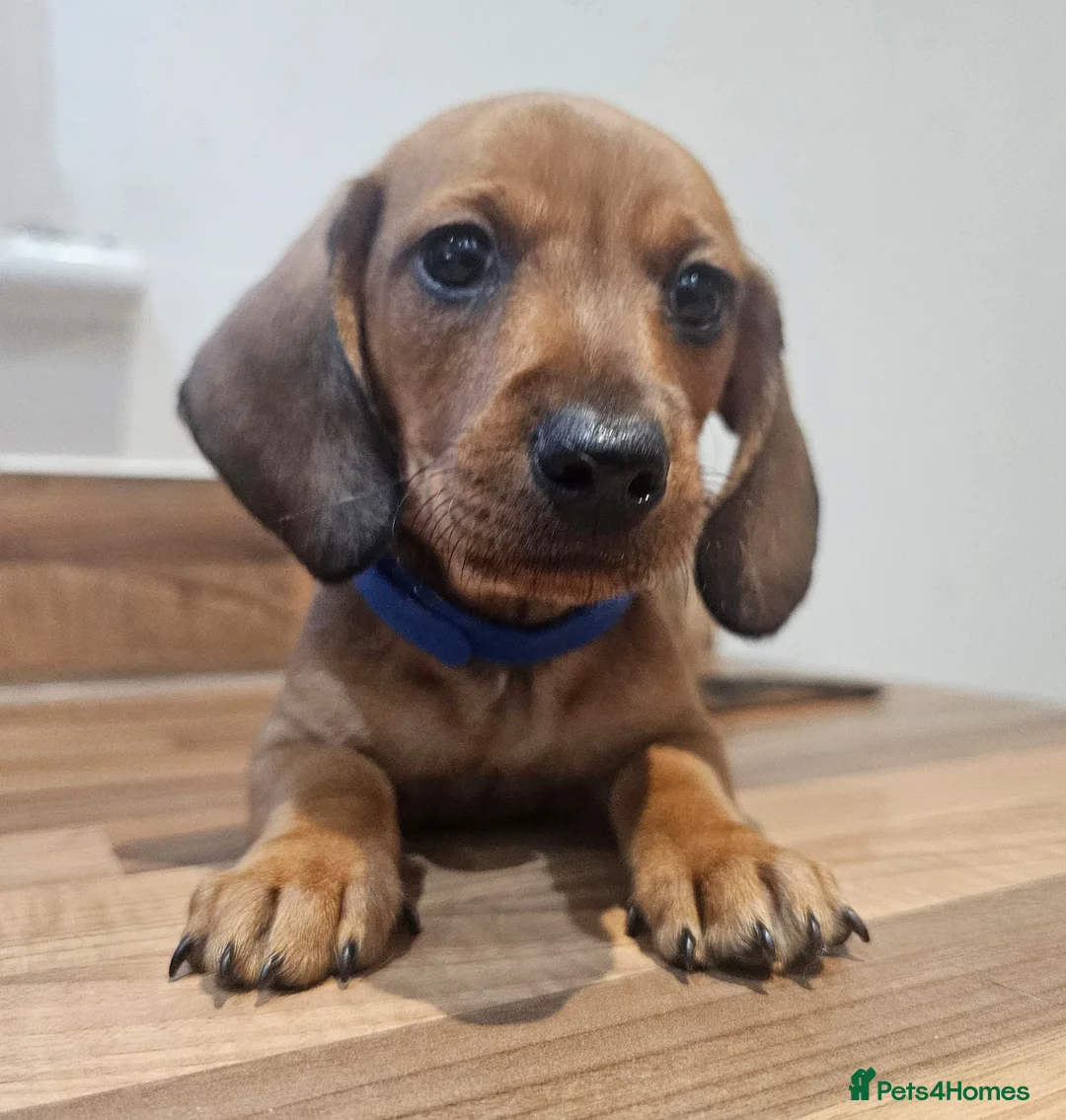 Dachshund dogs for sale: Adorable Dachshund Puppies - Advert 2
