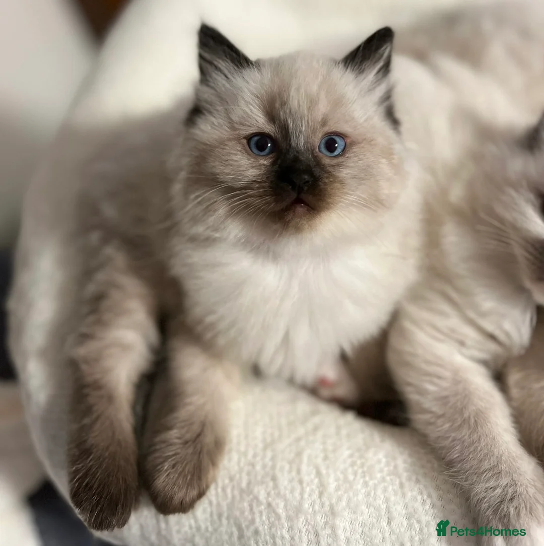 Ragdoll cats for sale: Ragdoll Kittens - Advert 18