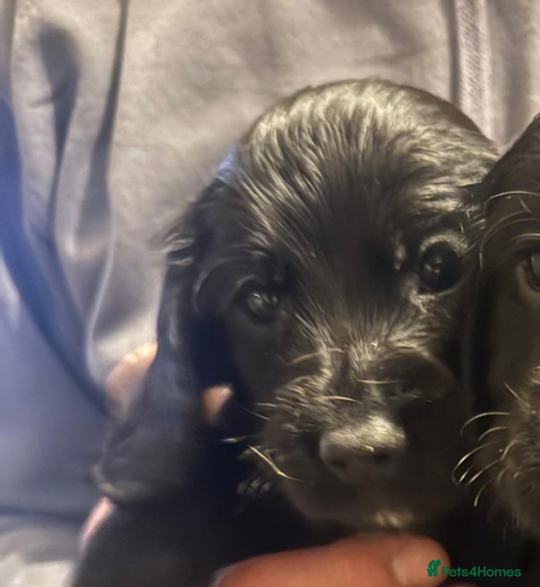 Cocker Spaniel dogs for sale: Working cocker spaniel pups for sale - Advert 3