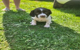English Springer Spaniel dogs for sale: English springer spaniel girl wanted  - Image 3