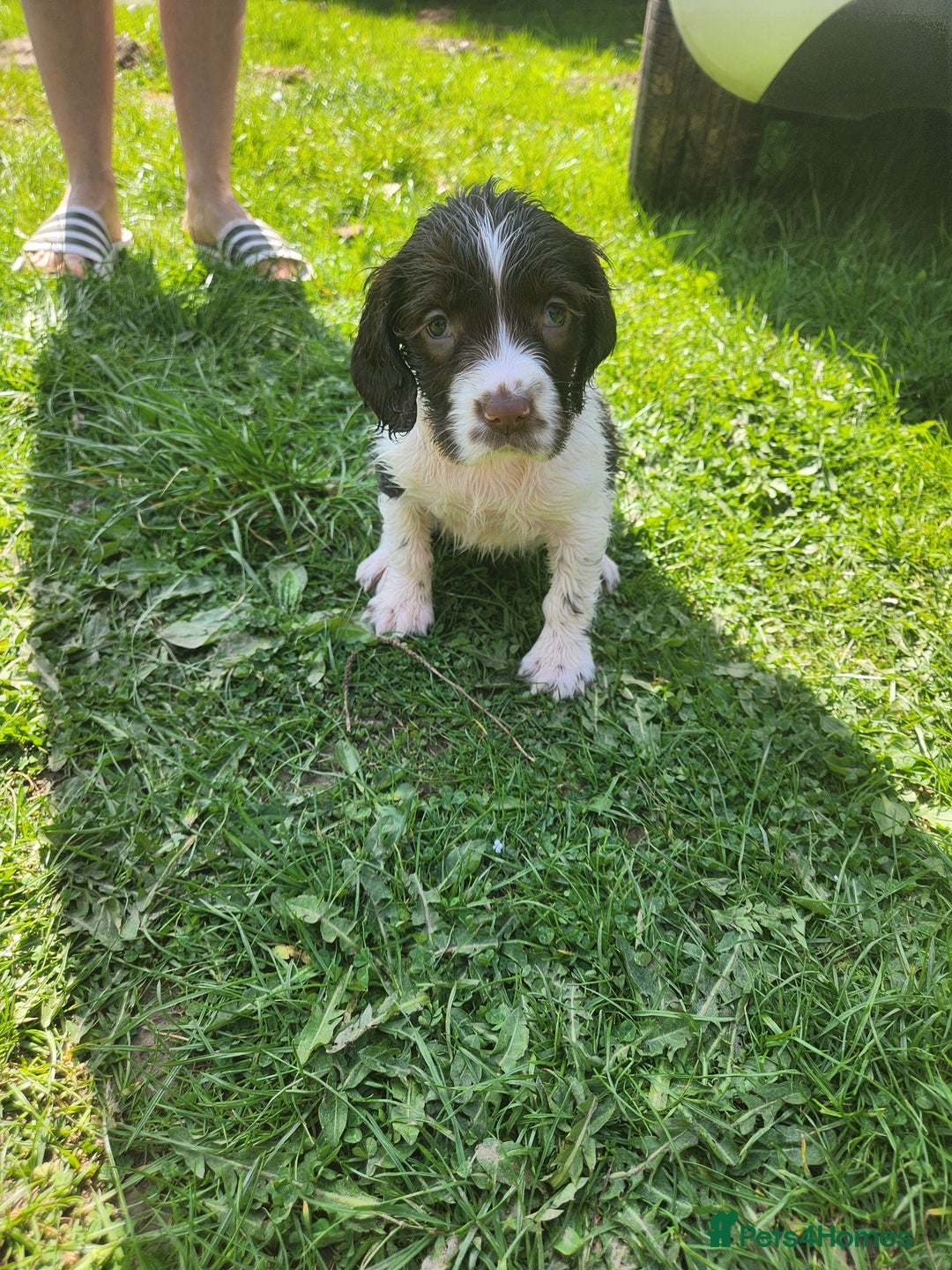 English Springer Spaniel dogs for sale: English springer spaniel girl wanted  - Image 3