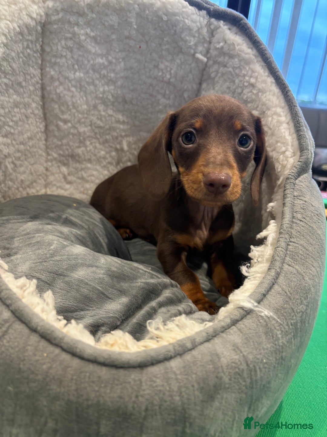Miniature Dachshund dogs for sale: Minature Dachshund Puppies For Sale  - Image 4
