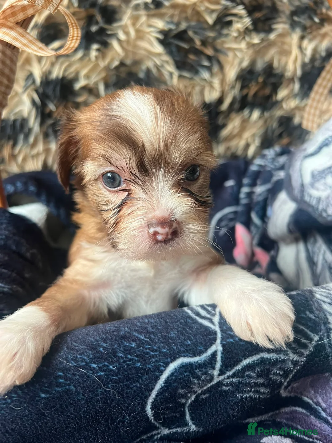 Chinese Crested dogs for sale: chinese crested for sale  - Advert 8