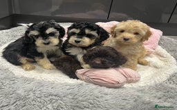 Cockapoo dogs for sale: Beautiful F1 Cockapoo puppies  - Image 14