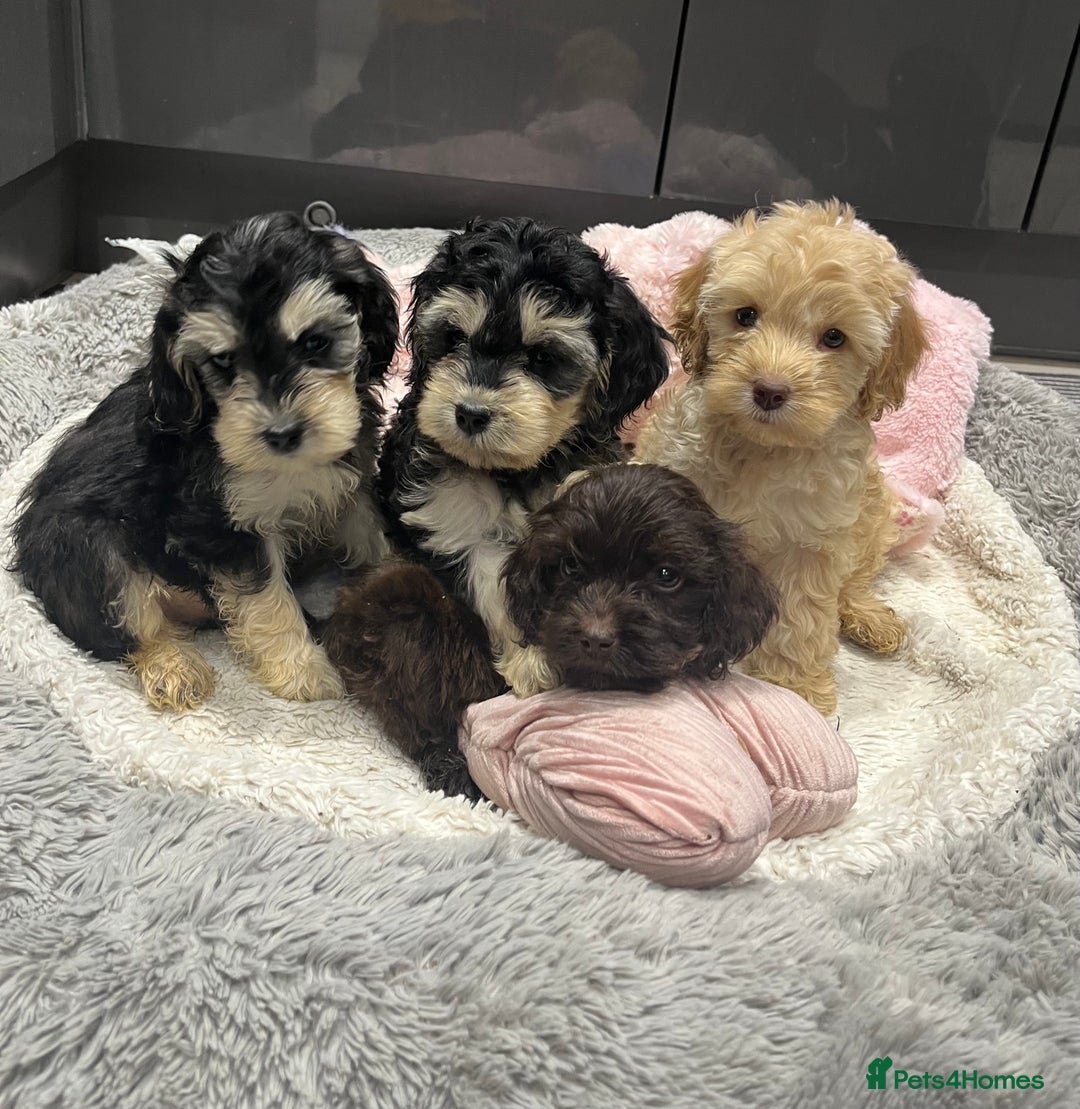 Cockapoo dogs for sale: Beautiful F1 Cockapoo puppies  - Image 14