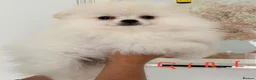 Pomeranian dogs for sale: Snow White Pomeranian for sale - Advert 5