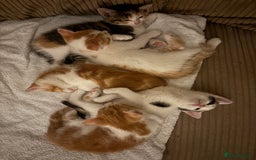 British Shorthair cats for sale: Ginger and white male kittens  - Image 2
