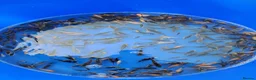 Koi Carp fish for sale: Koi for sale - Advert 4