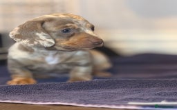Miniature Dachshund dogs for sale: Beautiful mini dachshund  - Image 12