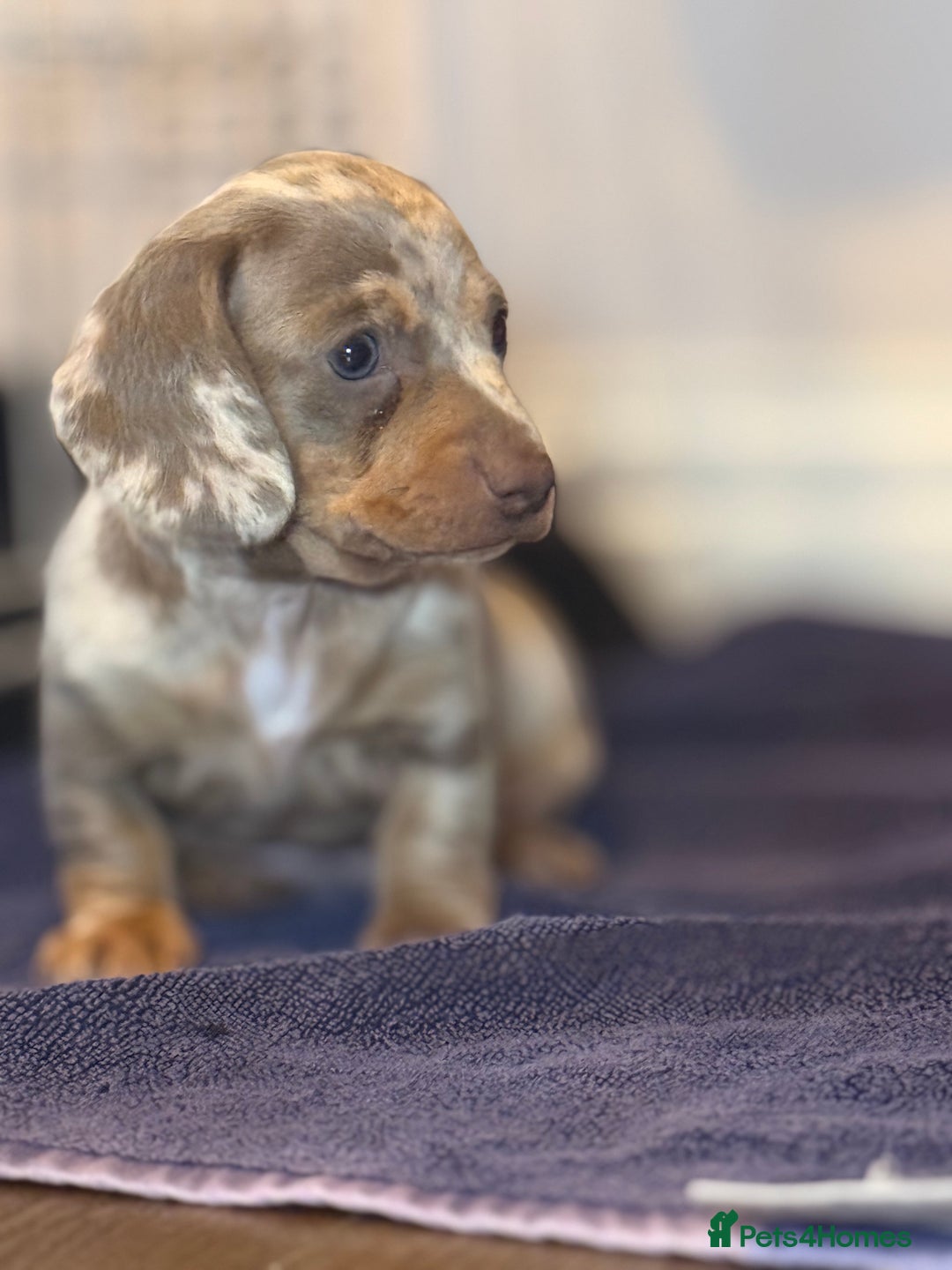 Miniature Dachshund dogs for sale: Beautiful mini dachshund  - Image 12