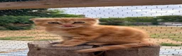 Scottish Fold cats for sale: Scottish fold x raggamuffin  - Advert 13