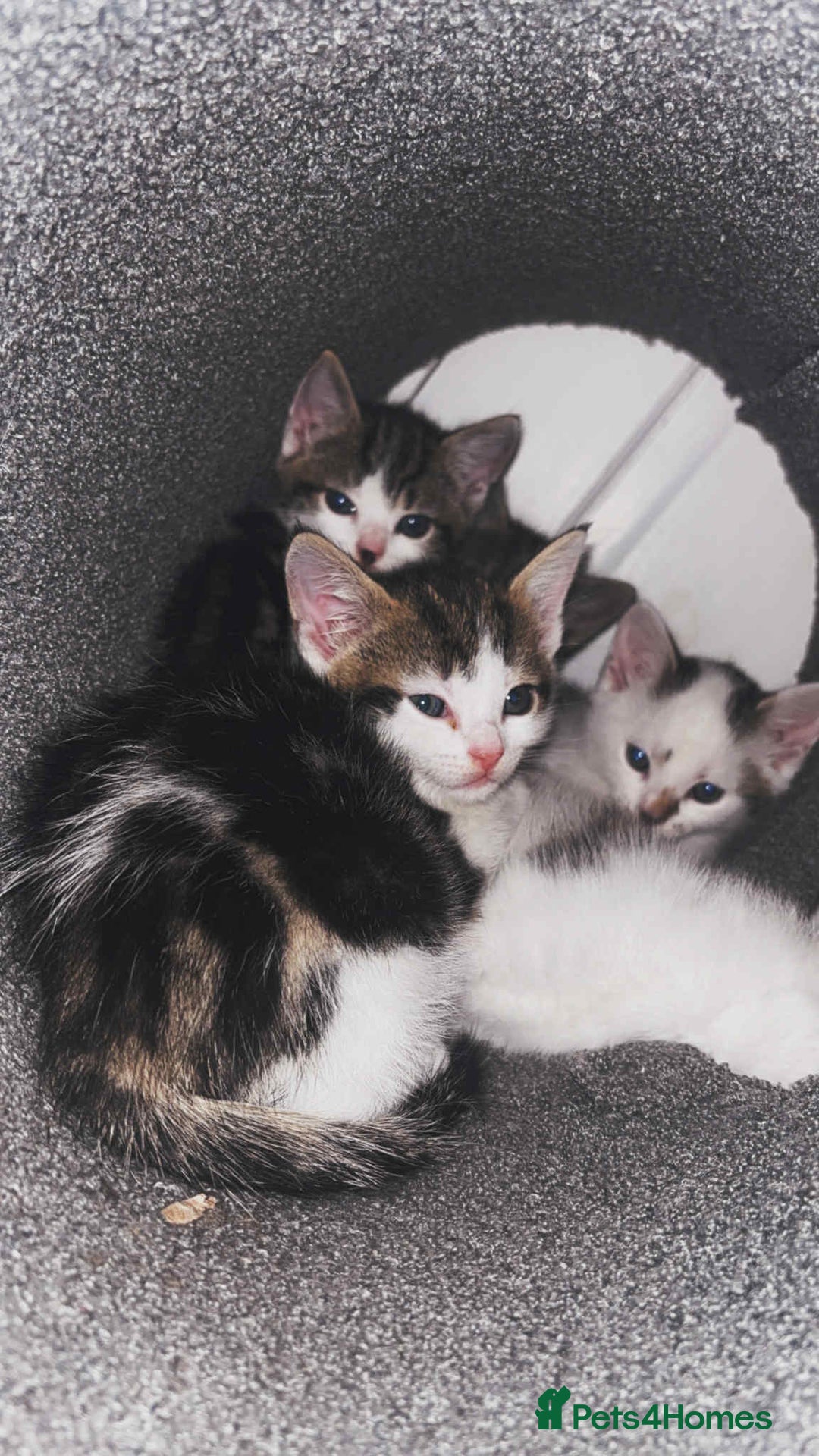 Mixed Breed cats for sale: 4 beautiful kittens for sale - Advert 3