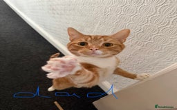 Mixed Breed cats for sale: 1 female tabby & 1 female calico  - Image 13