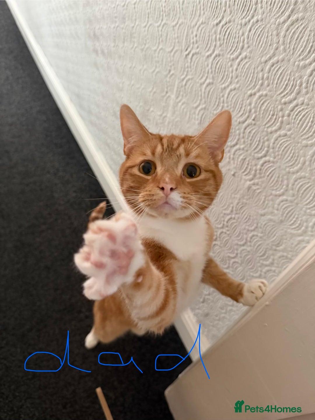 Mixed Breed cats for sale: 1 female tabby & 1 female calico  - Image 13