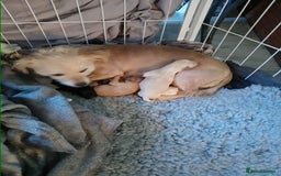 Mixed Breed dogs for sale: 2 Boy Jackapoo,s  - Advert 1