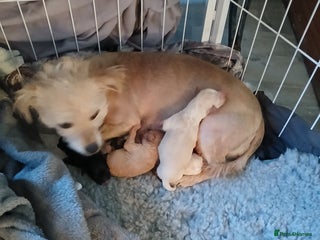 Mixed Breed dogs 2 Boy Jackapoo,s - Advert 1