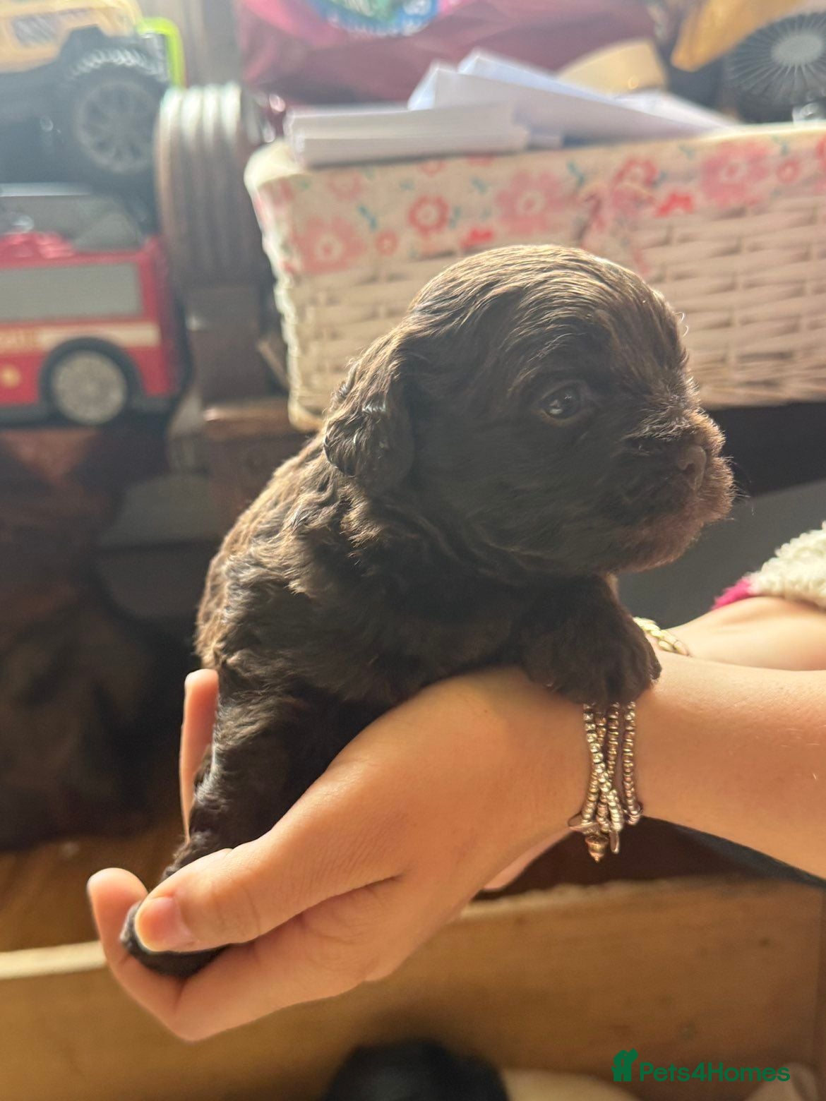 Shihpoo dogs 🐾 Gorgeous Shihpoo puppies for sale 🐾 - Advert 2