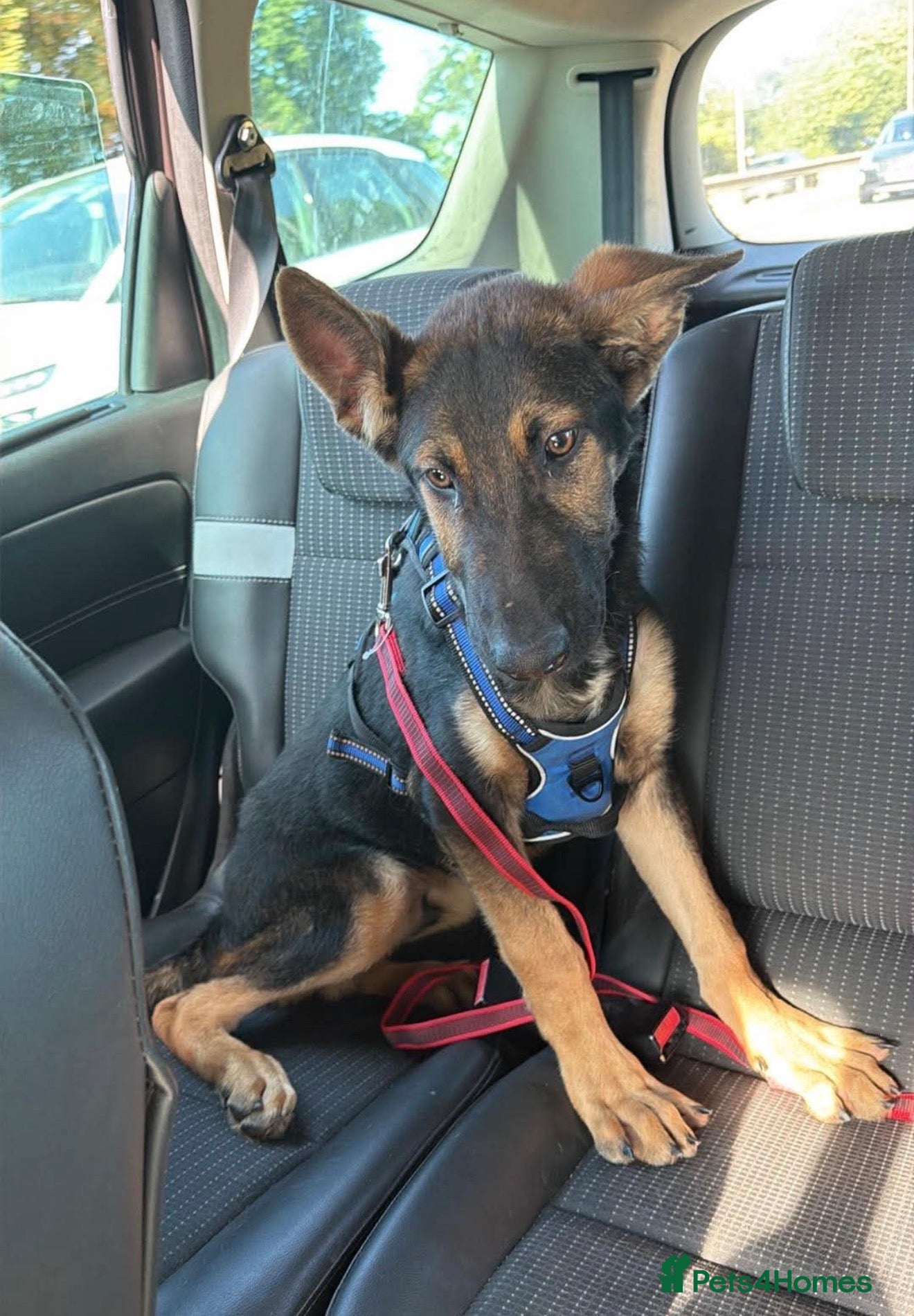 Mixed Breed dogs German shepherd mixed Belgian Malinois - Advert 5