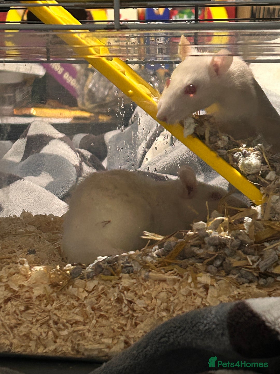 Rat rodents for sale: Two female rats and cage - Advert 3
