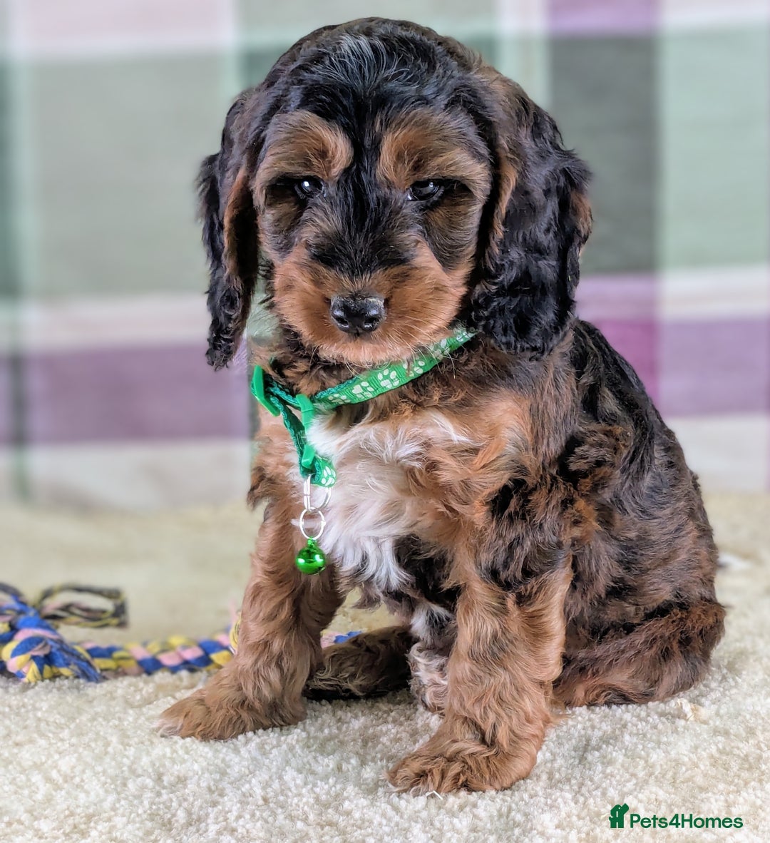 Cockapoo dogs for sale: F1 Cockapoo your Next Furry Family Member Awaits!  - Advert 9