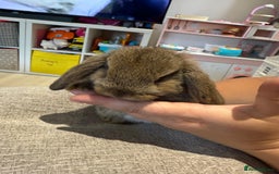 Mini Lop rabbits for sale: Mini Lop Babies ready to reserve - Image 4