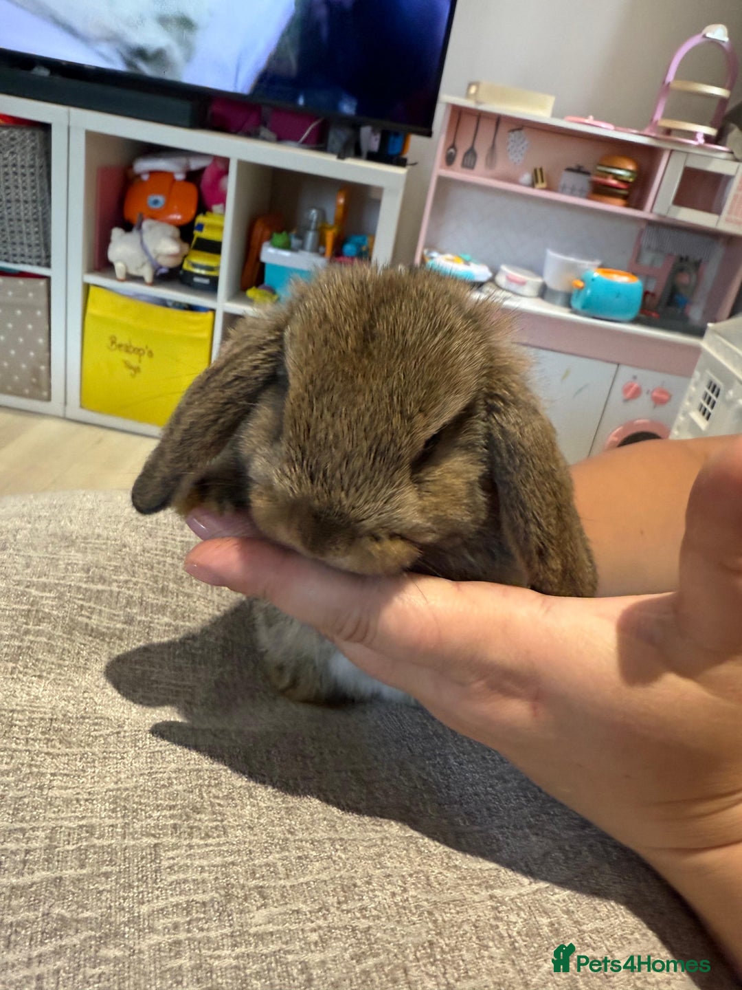 Mini Lop rabbits for sale: Mini Lop Babies ready to reserve - Image 4