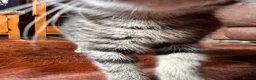 Mixed Breed cats for sale: 3 beautiful kittens ready for adventure  in Harwich - Advert 4