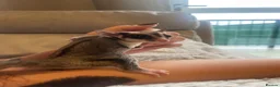 Sugar Glider rodents for sale: Grey Male Sugar Glider - Advert 3