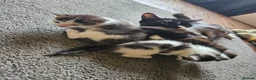 Mixed Breed cats for sale: 4 Gorgeous Kittens in Runcorn - Advert 22