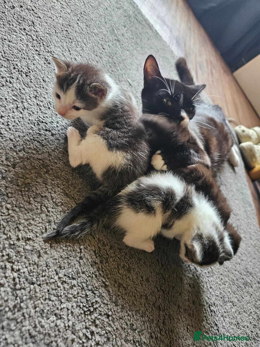 Mixed Breed cats for sale: 4 Gorgeous Kittens in Runcorn - Advert 22