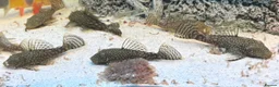 Plecos fish for sale: Male and female pleco - Advert 7