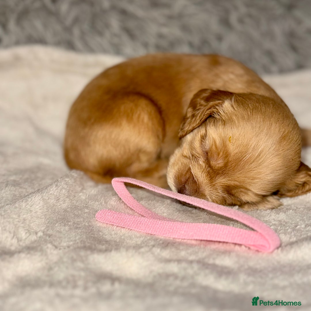 Cocker Spaniel dogs for sale: 🐶THE 8 MISFITS of SHEER BEAUTY🐶 - Advert 16