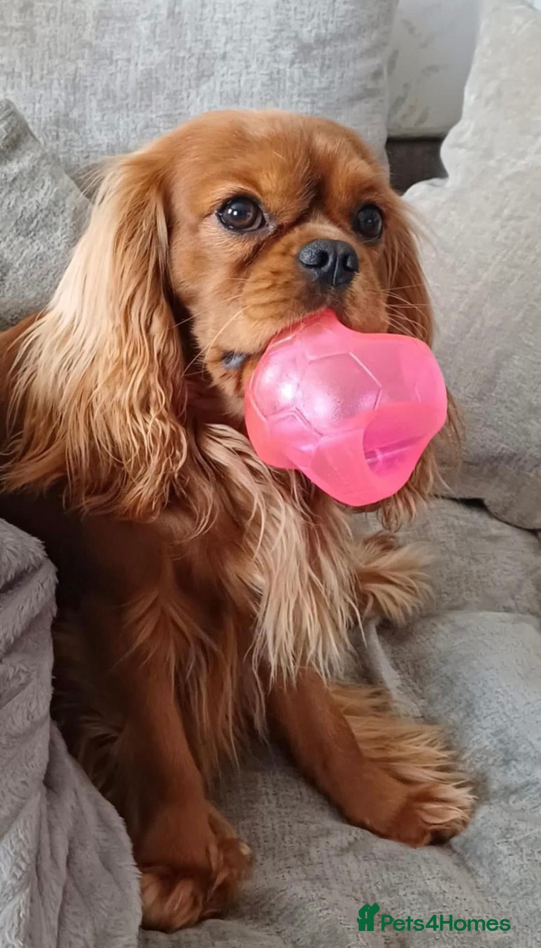Cavalier King Charles Spaniel dogs for sale: Cavalier King Charles - Advert 2