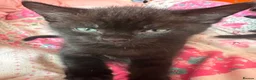 Domestic Shorthair cats for sale: Domestic Shorthair - Advert 3