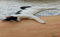 Mixed Breed cats for sale: About this 2 lovely cats - Image 6