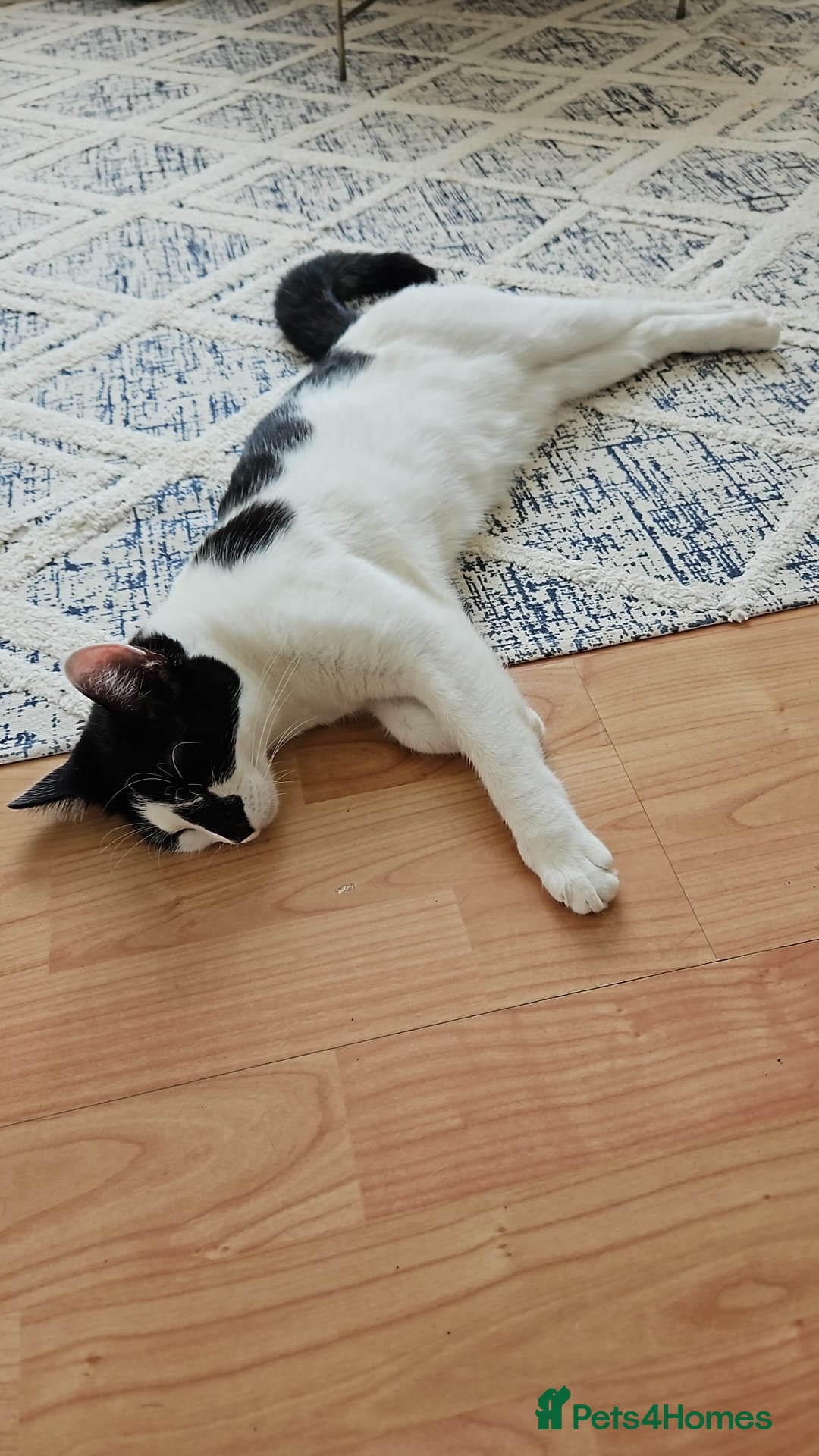 Mixed Breed cats for sale: About this 2 lovely cats - Image 6