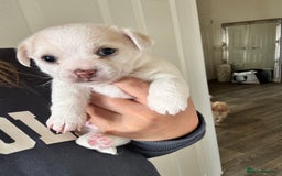 Chorkie dogs for sale: Beautiful chorkie boy.  - Image 9