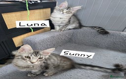 Maine Coon cats for sale: Large pedigree Tica Maine coon kittens READY  - Image 19