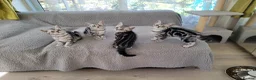 British Shorthair cats for sale: Show quality GCCF Silver Tabbies  in Rochester - Advert 31