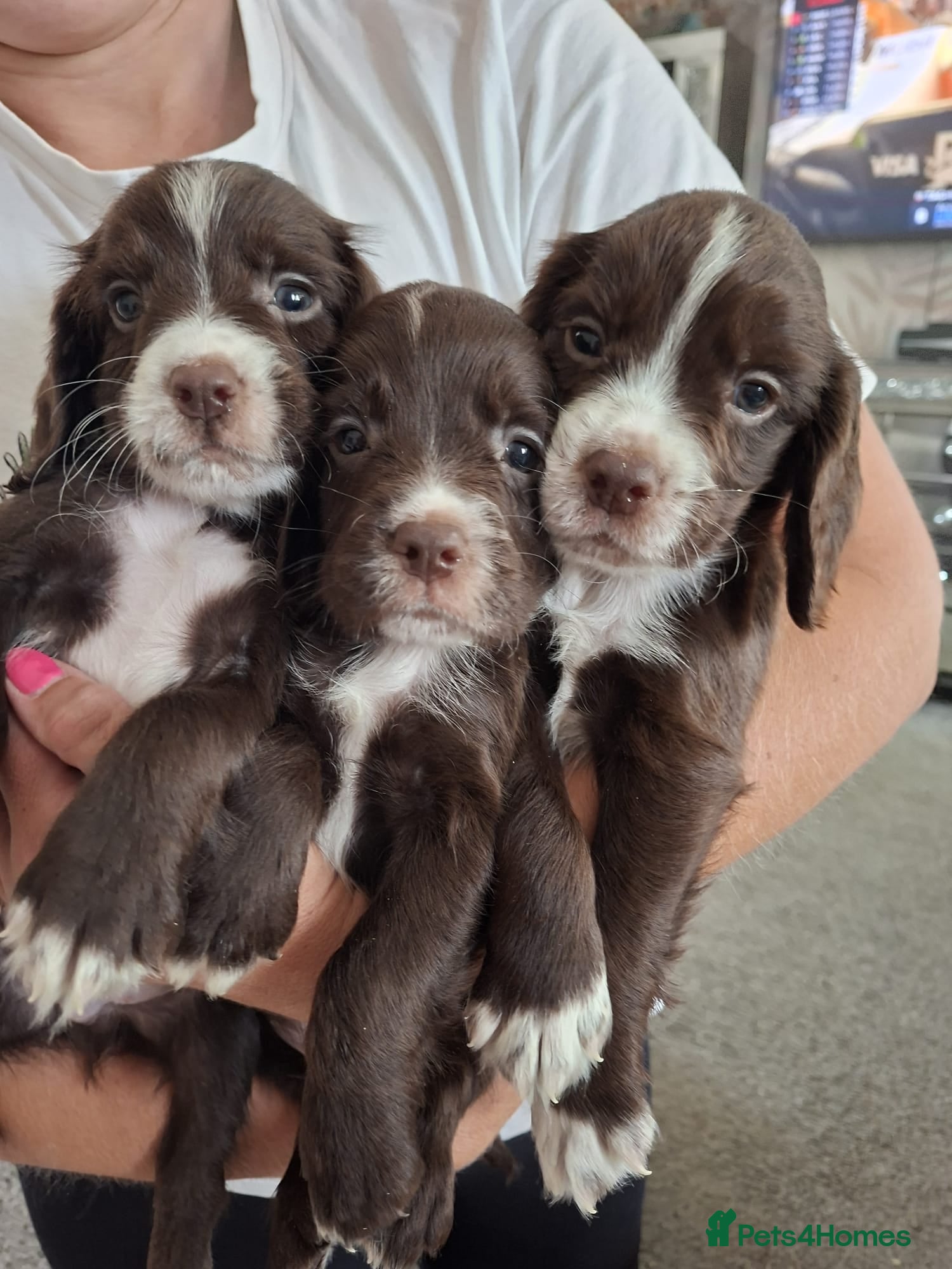 Sprocker dogs Sprocker pups - Advert 1