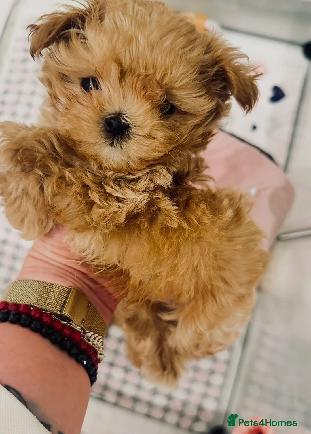 Maltipoo dogs for sale: The ONE AND ONLY 🧸 - Advert 3