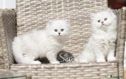 British Shorthair cats for sale: GCCF reg, BSH & BLH kittens in Coventry - Image 5