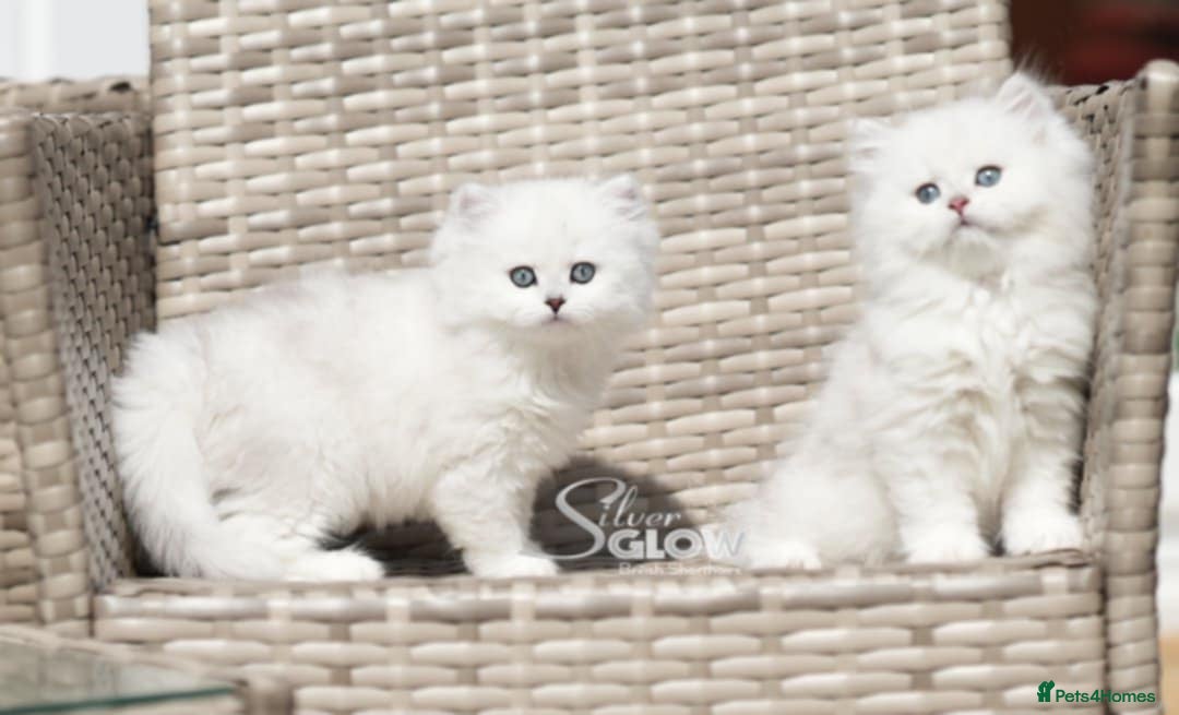 British Shorthair cats for sale: GCCF reg, BSH & BLH kittens in Coventry - Image 5