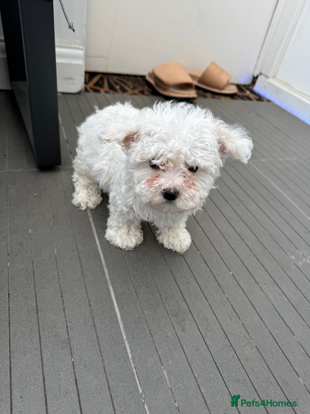 Maltese dogs for sale: Adorable Bichon Maltese Female Puppy - Advert 6