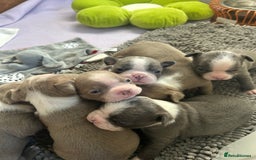 Boston Terrier dogs for sale: Stunning KC registered litter - Image 2